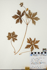 Geranium maculatum image