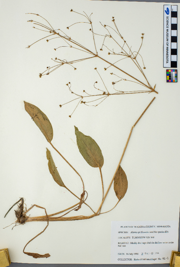 Alisma image