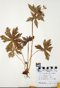 Geranium maculatum image