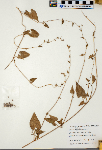 Fallopia convolvulus image