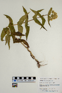 Eupatorium perfoliatum image