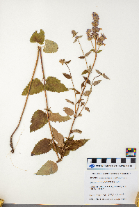 Agastache foeniculum image