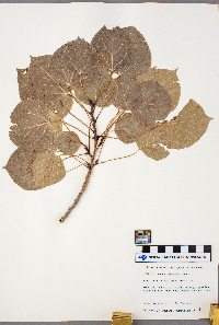 Populus tremuloides image