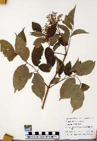 Sambucus nigra image