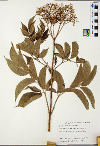 Sambucus nigra image