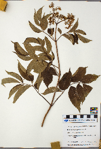 Sambucus nigra image