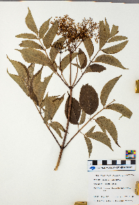 Sambucus nigra image