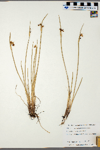 Sisyrinchium montanum image