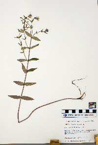 Scutellaria lateriflora image