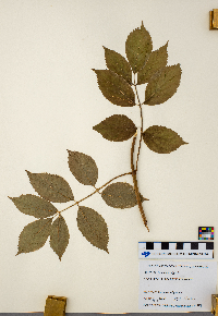 Sambucus nigra image