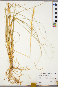 Hesperostipa spartea image