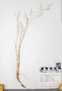 Agrostis scabra image