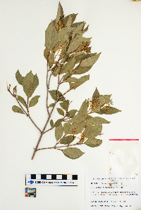 Cornus racemosa image