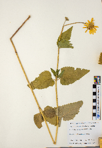 Heliopsis helianthoides image