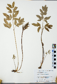 Actaea rubra image