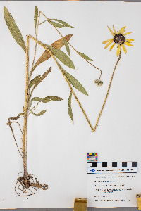 Rudbeckia hirta image