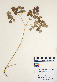 Thalictrum venulosum image