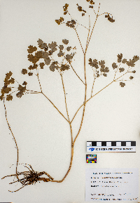 Thalictrum venulosum image