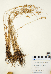 Juncus tenuis image