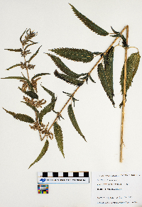 Urtica dioica image