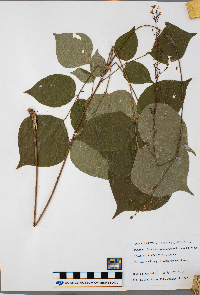 Desmodium glutinosum image