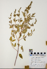 Scutellaria lateriflora image