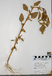 Amaranthus retroflexus image