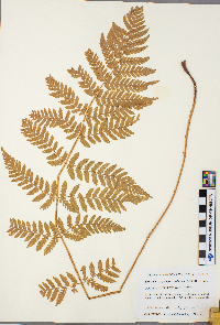 Dryopteris carthusiana image