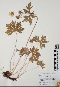 Geranium maculatum image