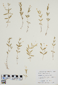 Moehringia lateriflora image