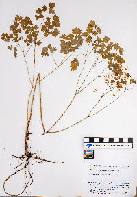 Thalictrum venulosum image