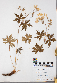 Geranium maculatum image