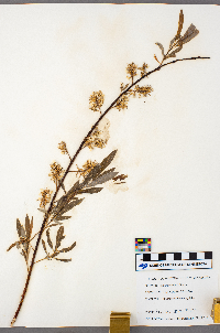 Salix petiolaris image