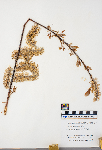 Salix discolor image