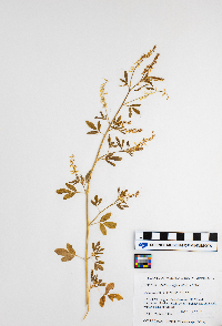 Melilotus officinalis image