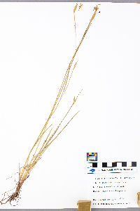 Sisyrinchium montanum image