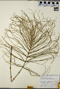 Equisetum arvense image