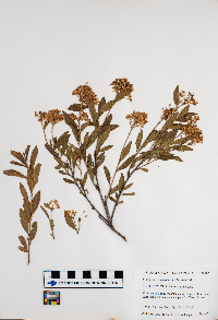 Ceanothus herbaceus image