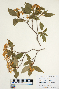 Cornus racemosa image