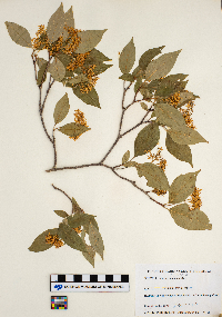 Cornus racemosa image