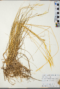 Hesperostipa spartea image