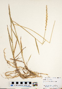 Elymus repens image