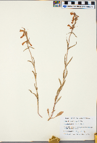 Penstemon gracilis image