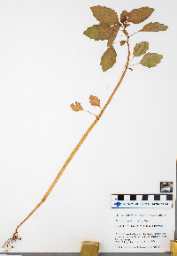 Impatiens capensis image