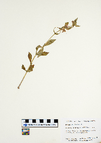 Mimulus ringens image