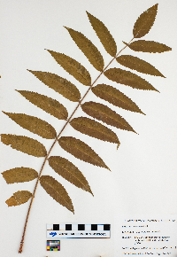 Rhus typhina image