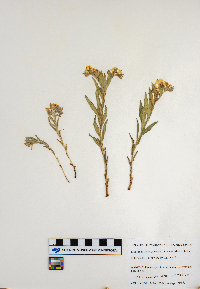 Lithospermum canescens image