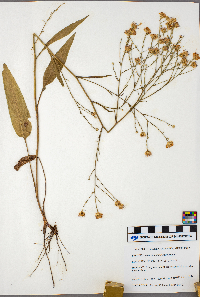 Symphyotrichum oolentangiense image