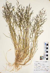 Eragrostis spectabilis image