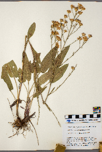 Symphyotrichum oolentangiense image